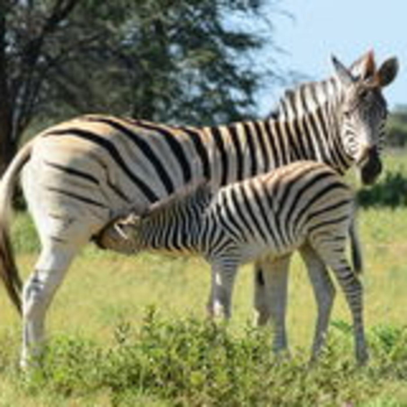 ===="Bishaaro Wanaagsan", "Heesaha Injiilka", "Ereyada Nolosha" - Luqadaha Ugu Muhiimsan ee Lagu Adeegsaday Soomaaliya / "Goo