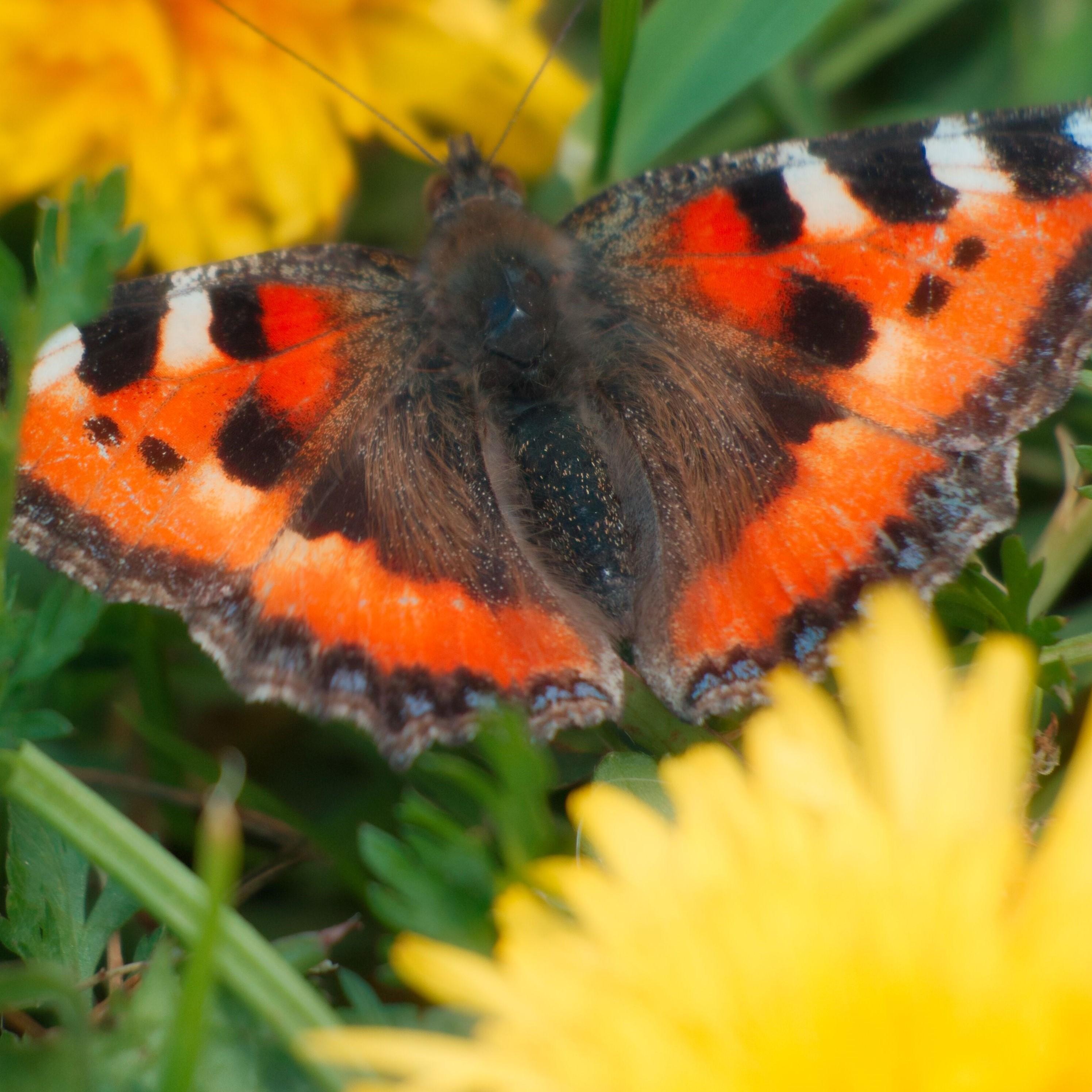 HeinrichSchimpf's Podcast