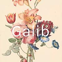 Galib
