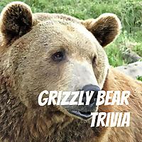 Grizzly Bear Trivia