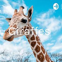 Giraffes