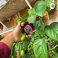 Nick's Permaculture Podcast