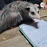 Possum Tales