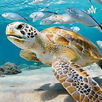 WildLife Facts Podcast