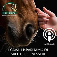 I cavalli: parliamo di salute e benessere