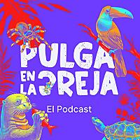 Pulga en la Oreja