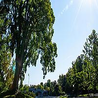 trees   (ep.1)