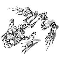 The Dead Frogs Society
